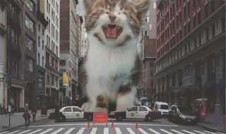 我想有个窝 我想有个窝