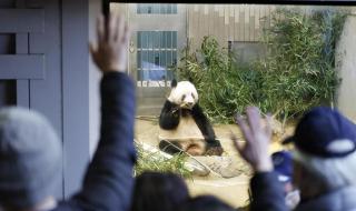 旅加大熊猫顺利回家